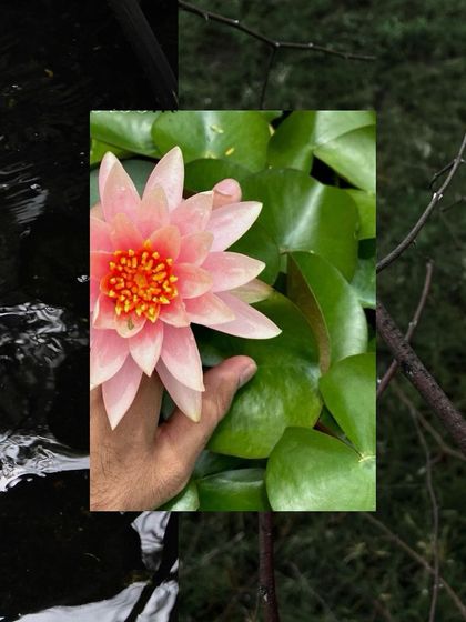 My version of pressed flowers in a diary. A hand gently touching a beautiful pink water lily.