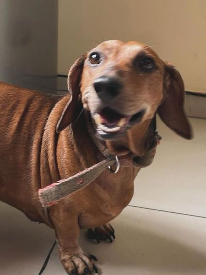 We Care Pet Creche - Home Dog Boarding Our Adorable Guests photo 28