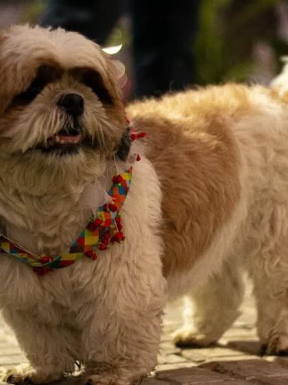 This little Shih Tzu looks adorable and ready to party at our Halloween event.