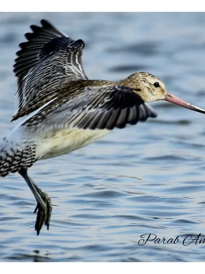 This Bar-tailed Godwit is an avian athlete, a record-holder for the longest non-stop flight. Capturing it in mid-flight over the water is a tribute to its incredible journey. On my expeditions, we learn about the amazing migration patterns of such birds and the best techniques to photograph them in flight.
