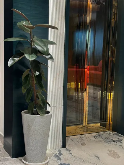 A Rubber Plant in a grey concrete-style pot next to a modern elevator. The plant's dark, glossy leaves provide a beautiful organic contrast to the sleek, metallic surfaces of the building's interior.