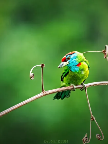 The vibrant colors of this Blue-throated Barbet, shot in the wild in Dehradun, show how beautiful nature can be. I found it perched on this wonderfully artistic vine, a reminder that a great photograph is as much about the environment as the bird itself.