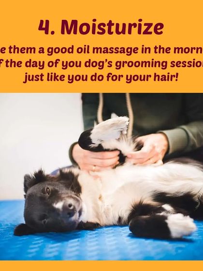 Tail It Easy - Mobile Pet Grooming Pet Parent Pro-Tips photo 27