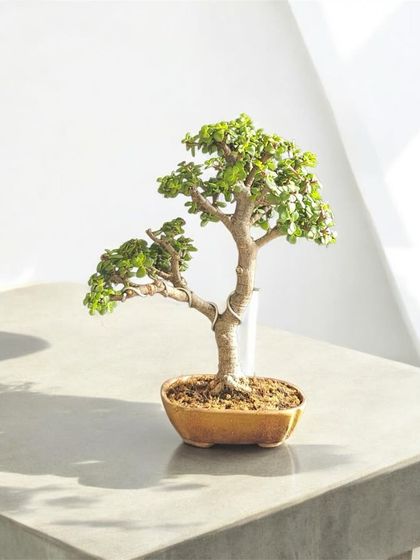 A minimalist and modern presentation of a small Jade bonsai. Its clean lines and simple form make it a perfect addition to a contemporary home or office desk.