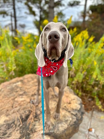 Tulsa Dog Trainer - Immersive Board & Train Programs Board & Train Graduates photo 132
