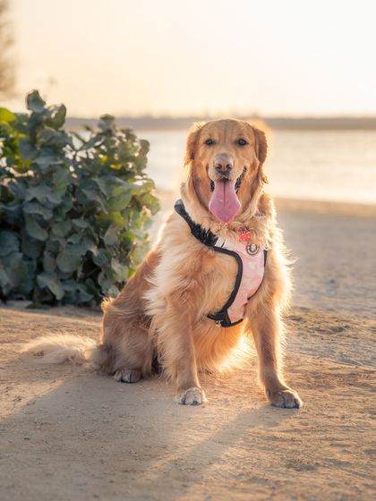 Zoey the golden retriever basking in the beautiful light of a golden hour beach shoot. She looks absolutely radiant and happy.