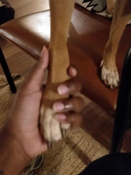 Holding paws with Kulfi. These quiet moments of trust are just as important as active playtime.