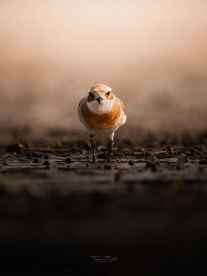 A tiny Sand Plover stands alone on the vast, dark sand, a powerful image of solitude and resilience.