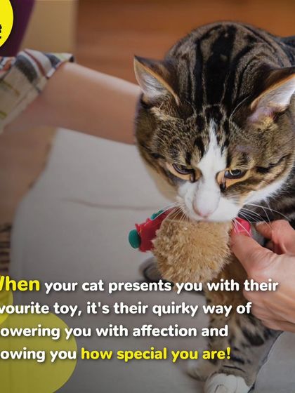 When your cat presents you with their favorite toy, it's their quirky way of showing you affection. It's a sign that they think you are special.