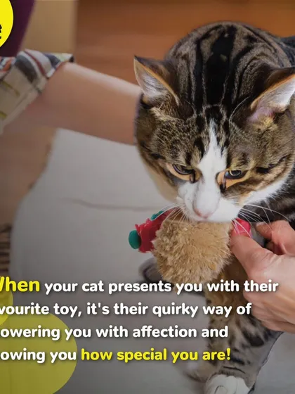 When your cat presents you with their favorite toy, it's their quirky way of showing you affection. It's a sign that they think you are special.