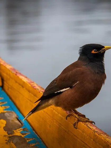 A Common Myna rests on the edge of a brightly painted boat in Kashmir. This shot places a common bird in a culturally rich context, telling a story of wildlife coexisting with human life.