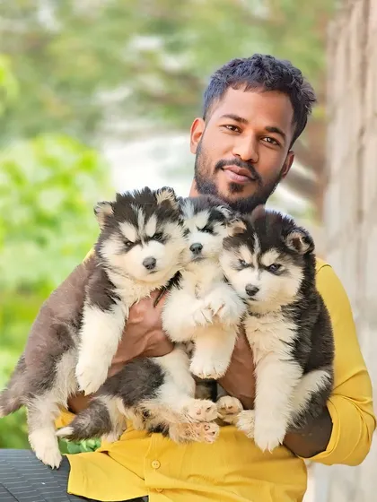 Me with a handful of my best Siberian Husky pups. I am personally involved with every dog I raise to make sure they are healthy and well socialized.