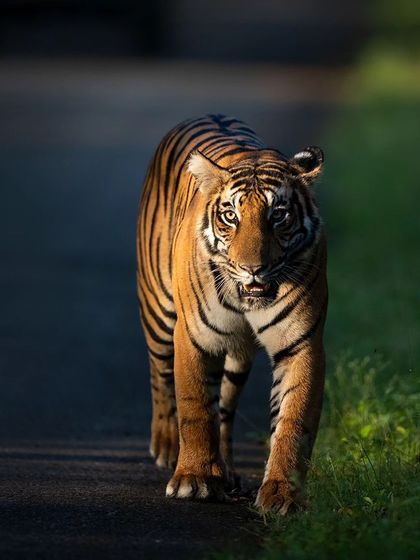Magge walking on the tarmac road, a classic Kabini sight. Her confidence and grace as she moves through her territory are truly captivating.