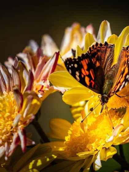 A Painted Lady butterfly feeds on a cluster of yellow chrysanthemums. The warm light illuminates the intricate orange and black patterns on its wings.