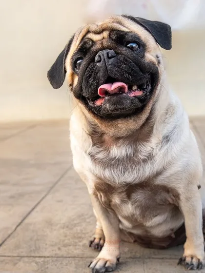 A duplicate of the happy pug, because that smile is just too good not to share twice!