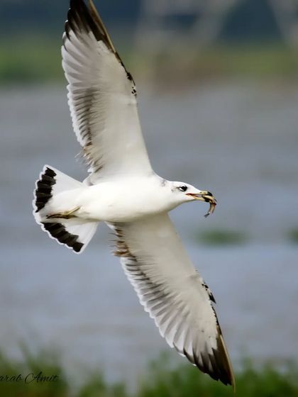 Birds of Prey & Hunters photo 7