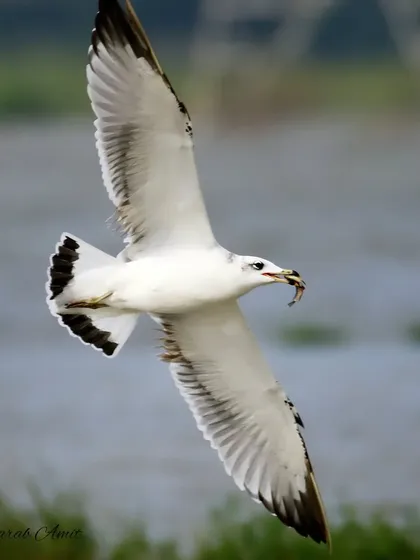 A Pallas's Gull, or Great Black-headed Gull, soars with its catch. These large gulls are opportunistic feeders, often preying on fish and even the chicks of other birds. Capturing them in flight with a meal is a rewarding challenge.
