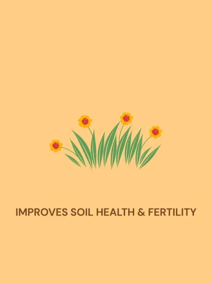 By recharging groundwater levels, systems like Bhungroo improve overall soil health and fertility, creating a more resilient and productive agricultural environment.