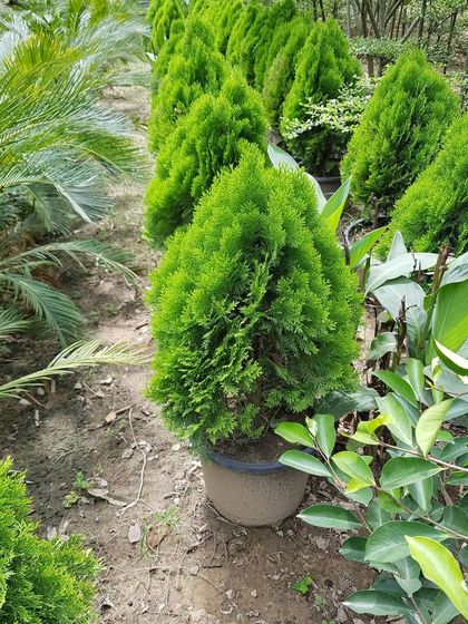 Urban Green Nursery - Wholesale Plant Nursery Artistic Topiaries & Hedges photo 5