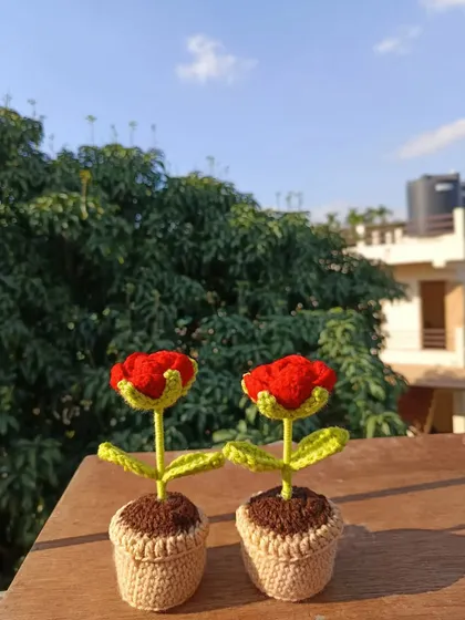 Two potted red roses, a classic choice for any occasion.