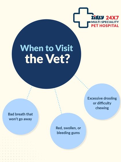 Zigly - Veterinary Services Specialized Care: Arthritis, Dental & Mobility photo 19