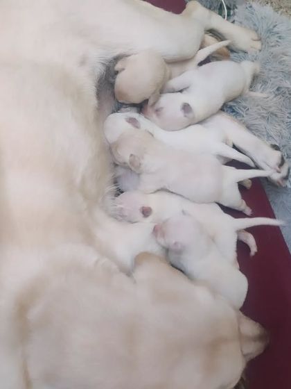 Poulomi Dhar - Dog Training & Behavior Consultation Puppy Foundations: Socialization & Early Training photo 4