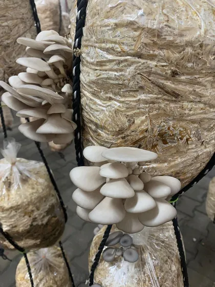 These are the fresh oyster mushrooms I source for my special weekly menus. As a Coorgi, my love for 'kummu' (mushroom) is legendary, and I use them to make everything from paté to sausage.