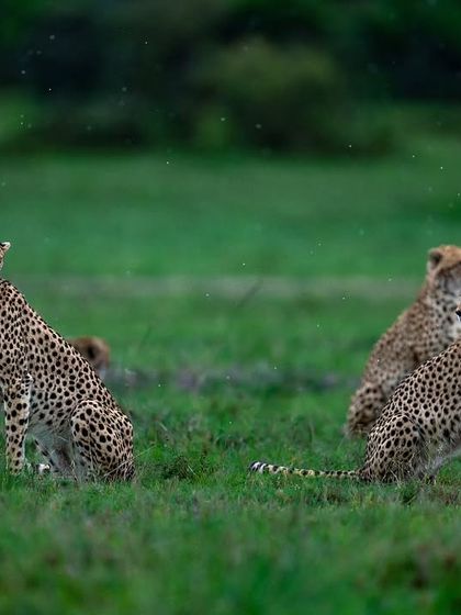 Lions & Cheetahs of the African Savannah photo 8