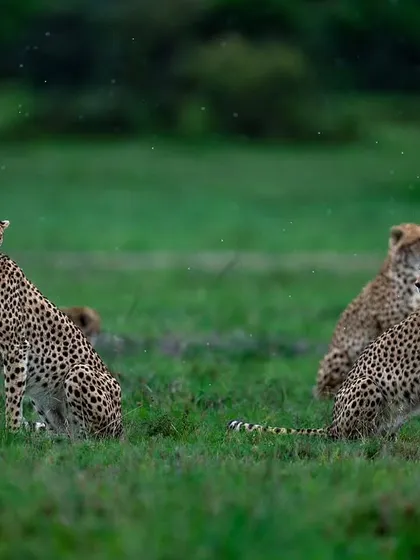 A family of cheetahs resting in the green plains. Capturing these moments of calm between hunts shows a different side of these predators.