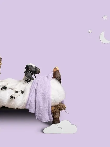 Part of a creative calendar series where I photographed baby shelter animals in the style of newborn portraits. This little goat kid, sleeping peacefully on a bed of clouds, helps people see farm animals with the same tenderness we feel for puppies and kittens.