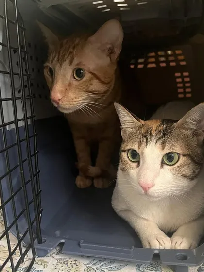 Pickup service in action! These cuties just arrived for their catcation. If you're a community caregiver in Delhi/NCR and need help with transport for spay/neuter appointments, we've got you covered with our cat pickup and drop service. No car, no problem.