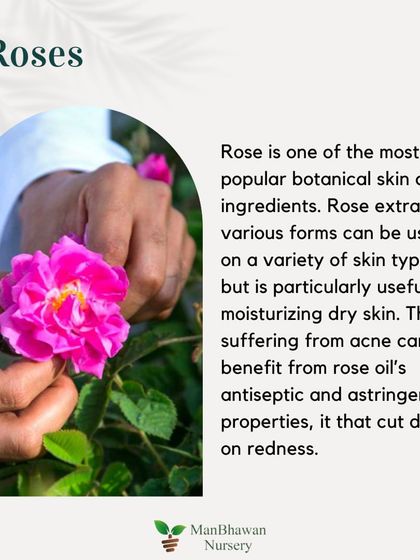 Skincare Plant 1: Roses. Rose extract is a popular botanical ingredient, especially useful for moisturizing dry skin. Its antiseptic properties can also help with acne.