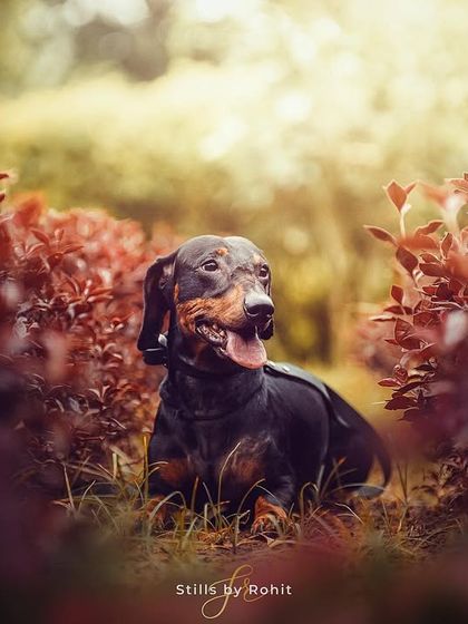 Rohit - Family & Pet Photography Classic Studio Portraits photo 10