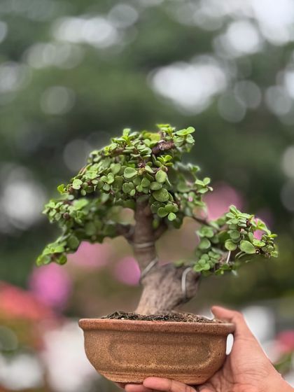 A small Jade bonsai held in hand to show its delicate scale. Even in this miniature form, it possesses the same character and symbolism of prosperity as its larger counterparts.
