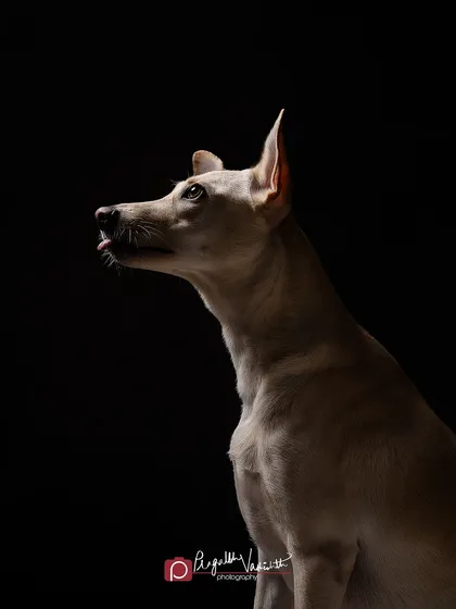 A studio portrait of Penny, a beautiful Indie, showcasing her elegant profile. Using a dramatic, single-light setup against a black backdrop, I highlighted her delicate features and the tiny blep of her tongue, proving that shelter dogs can be the most stunning models.