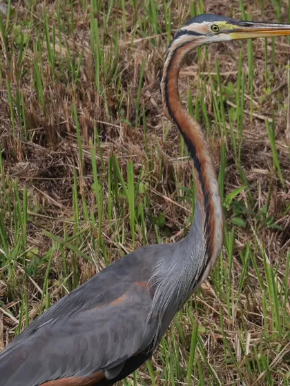 The Purple Heron, often called the "Snake Bird" by local birders for its long, serpentine neck and intense eyes. It's a common resident in Singapore, and its population has grown significantly in recent years.