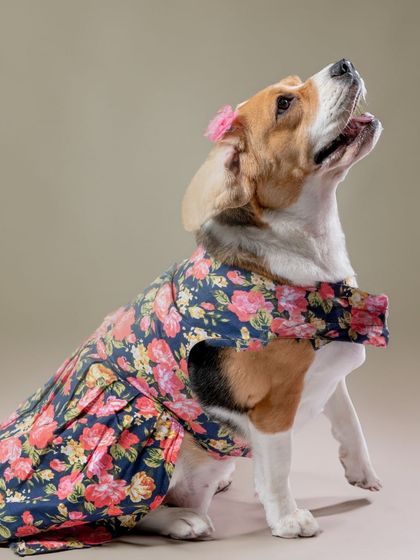 WoofWoof Stories - Commercial Pet Photography Pet Apparel & Accessories photo 8
