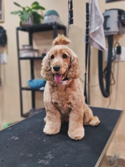 Mamppi Deb - Pet Grooming & Styling Poodle, Doodle & Cockapoo Styles photo 4