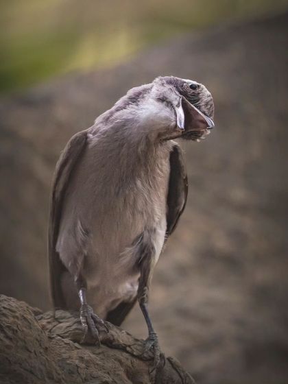 A Common Woodshrike, a resident bird of Delhi NCR, captured in a moment that looks like it's laughing.