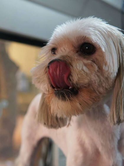 Tail It Easy - Mobile Pet Grooming Happy Pups Gallery photo 3