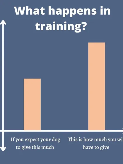 Let's be real about training. It takes work, and YOU will have to put in more effort than your dog! But I promise, when you're the one bringing the energy and consistency, the results are so worth it.