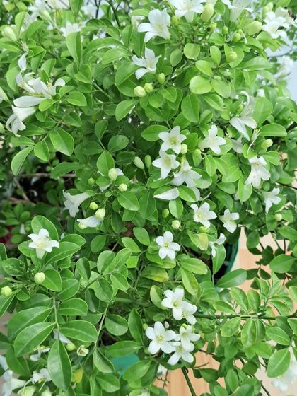 Bhardwaj - Urban Gardening Consultation A Riot of Colorful Flowers photo 211