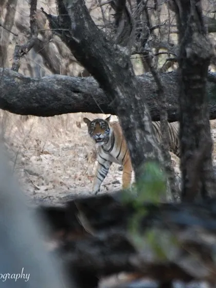 Can you spot the stripes? A tigress named Noorie camouflaged perfectly within the dense forest of Ranthambore. This image showcases the incredible natural camouflage of tigers and the challenge of spotting them in the wild.