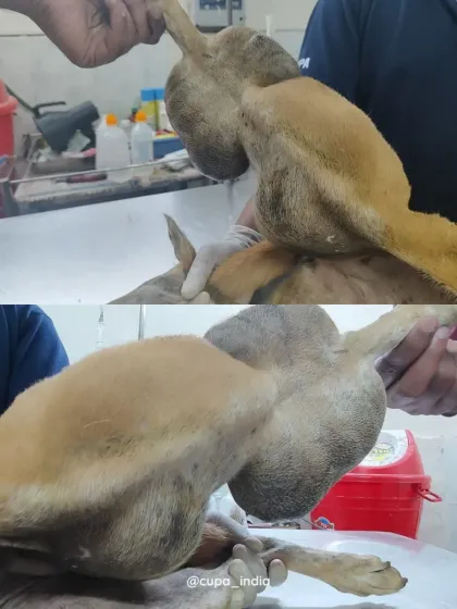 Cupa - Emergency Animal Rescue & Treatment Dog Rescue & Recovery Stories photo 13