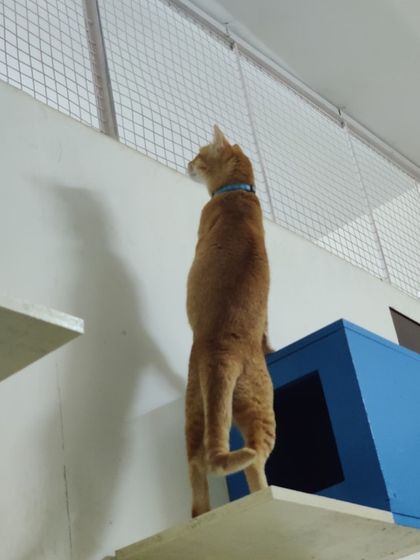 Sammy's Nest - Home Boarding for Small Pets Our Cat-Proof Home: Play & Rest photo 20