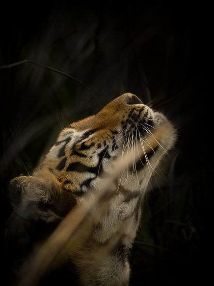 A tiger lifts its head to catch a scent in the air, a behavior known as the flehmen response. I used a slow shutter speed to create a slight motion blur, emphasizing the animal's senses and the fleeting nature of the moment.