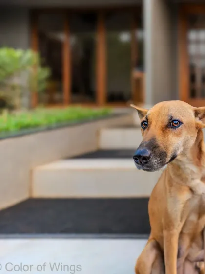 A close-up portrait of the indie on the steps, capturing his soulful eyes and gentle expression.
