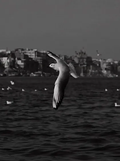 The same scene of a gull in flight, but in black and white. This version feels more solitary and timeless, focusing on the bird's form against the eternal backdrop of the river.
