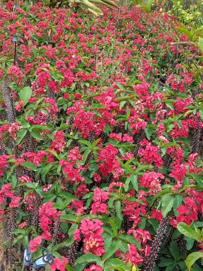 A bed of Crown of Thorns (Euphorbia milii) plants with bright red flowers. This is an incredibly tough, drought-tolerant plant that blooms nearly year-round.