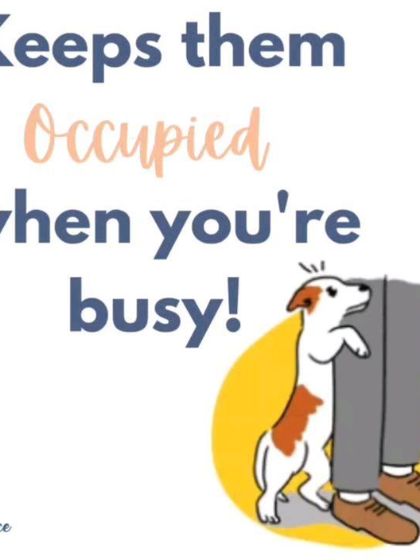 Need to keep your dog occupied while you're on a work call? A food puzzle is the perfect solution! It keeps them happily engaged and out of your hair.